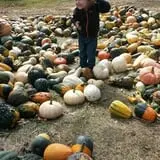 Nielsen Kids U-Pick Pumpkin & Sweetcorn Patch photo