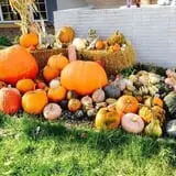 Nielsen Kids U-Pick Pumpkin & Sweetcorn Patch photo