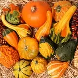 Nielsen Kids U-Pick Pumpkin & Sweetcorn Patch photo