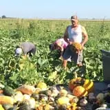 Nielsen Kids U-Pick Pumpkin & Sweetcorn Patch photo