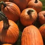 Nielsen Kids U-Pick Pumpkin & Sweetcorn Patch photo