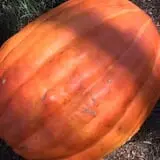 Nielsen Kids U-Pick Pumpkin & Sweetcorn Patch photo
