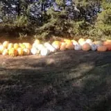Nielsen Kids U-Pick Pumpkin & Sweetcorn Patch photo