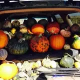 Nielsen Kids U-Pick Pumpkin & Sweetcorn Patch photo