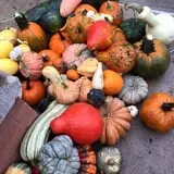 Nielsen Kids U-Pick Pumpkin & Sweetcorn Patch photo