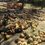 Nielsen Kids U-Pick Pumpkin & Sweetcorn Patch photo