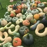 Nielsen Kids U-Pick Pumpkin & Sweetcorn Patch photo