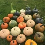 Nielsen Kids U-Pick Pumpkin & Sweetcorn Patch photo