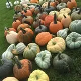 Nielsen Kids U-Pick Pumpkin & Sweetcorn Patch photo