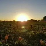 Nielsen Kids U-Pick Pumpkin & Sweetcorn Patch photo