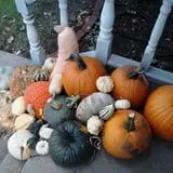 Nielsen Kids U-Pick Pumpkin & Sweetcorn Patch photo