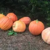 Nielsen Kids U-Pick Pumpkin & Sweetcorn Patch photo