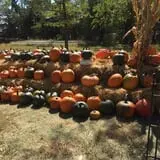 Nielsen Kids U-Pick Pumpkin & Sweetcorn Patch photo