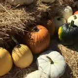 Nielsen Kids U-Pick Pumpkin & Sweetcorn Patch photo