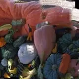 Nielsen Kids U-Pick Pumpkin & Sweetcorn Patch photo
