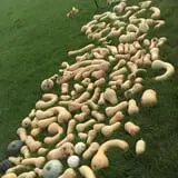 Nielsen Kids U-Pick Pumpkin & Sweetcorn Patch photo