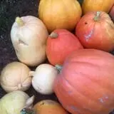 Nielsen Kids U-Pick Pumpkin & Sweetcorn Patch photo
