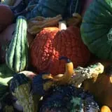 Nielsen Kids U-Pick Pumpkin & Sweetcorn Patch photo