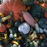 Nielsen Kids U-Pick Pumpkin & Sweetcorn Patch photo