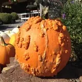 Burnap's Farm Market photo