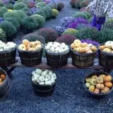 Burnap's Farm Market photo