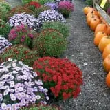 Burnap's Farm Market photo
