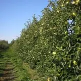 Burnap's Farm Market photo