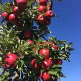 Burnap's Farm Market photo