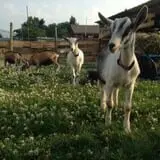 Burnap's Farm Market photo