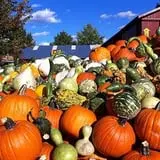 Bengtson's Pumpkin Fest photo