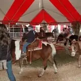 Bengtson's Pumpkin Fest photo