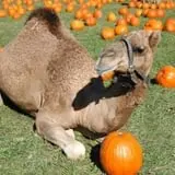 Bengtson's Pumpkin Fest photo