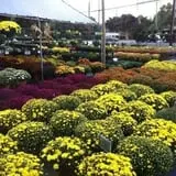 Simpson's Produce photo