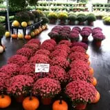 Simpson's Produce photo