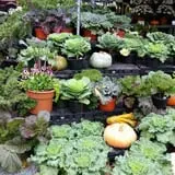 Simpson's Produce photo