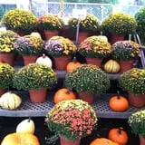 Simpson's Produce photo