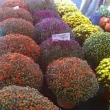 Simpson's Produce photo