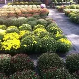 Simpson's Produce photo