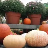 Simpson's Produce photo