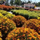 Simpson's Produce photo
