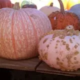 Simpson's Produce photo