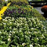 Simpson's Produce photo