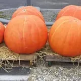 Simpson's Produce photo