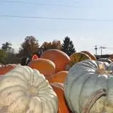 Today's Harvest Fall Season photo