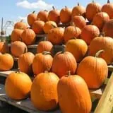Today's Harvest Fall Season photo