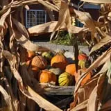 Today's Harvest Fall Season photo
