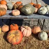 Bass Farms Fall Festival photo