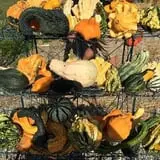 Bass Farms Fall Festival photo