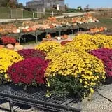 Bass Farms Fall Festival photo