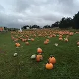 Bass Farms Fall Festival photo